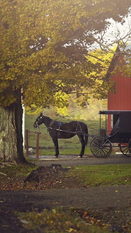 Amish Horse and Buggy on an early autumn day in Western New York