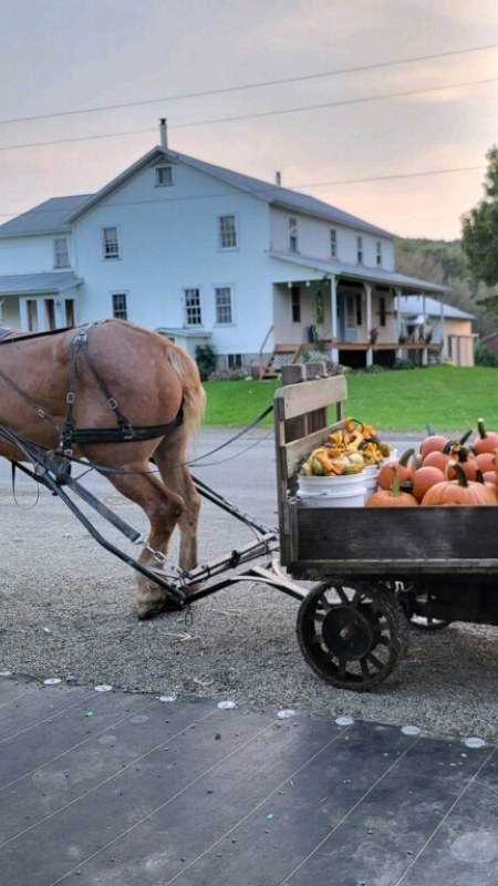 Fall along New York's Amish Trail