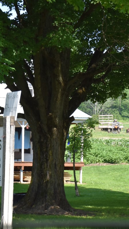 Swings, Decking, Eggs and Rhubarb 