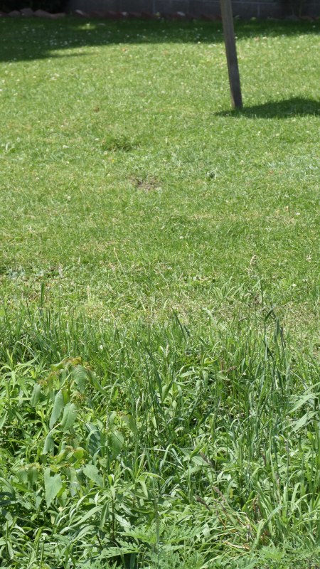Home churned butter sign