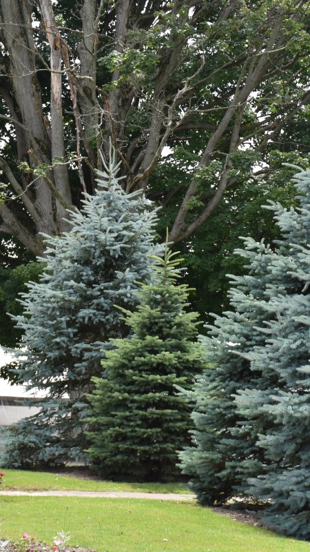 C & E Woodworking sign