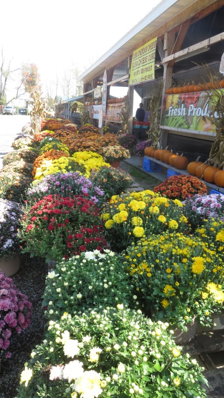 Mums at Randolph Peaches & Cream