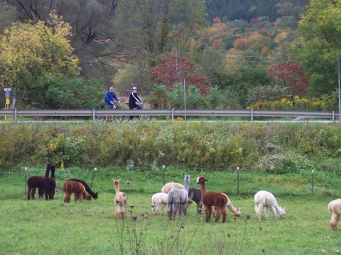 Alpacas at Mager Mountain Alpacas, along the Amish Trail in Little Valley NY.