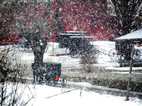 Big snowflakes falling on Amish buggies. Photo by Kim Lienhart