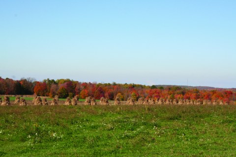 Autumn Harvest of Corn Stalks