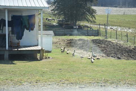 Ducks enjoying a beautiful spring day at the farm