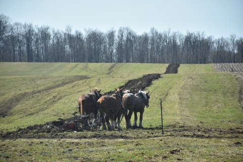 Horse and buggy on dirt road in spring