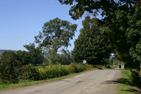  Amish Buggy making it's way through the scenic countryside in Leon, NY.