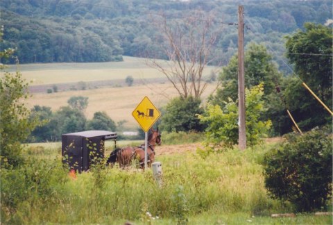 Amish Horse and Buggy traveling down the road in the Summer
