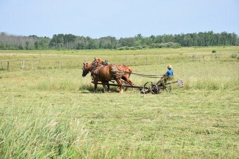Cutting Hay