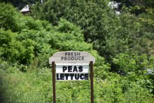 Fresh Produce, Peas and Lettuce