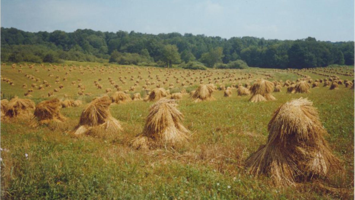 Oat Bundles in Shocks along the New York's Amish Trail