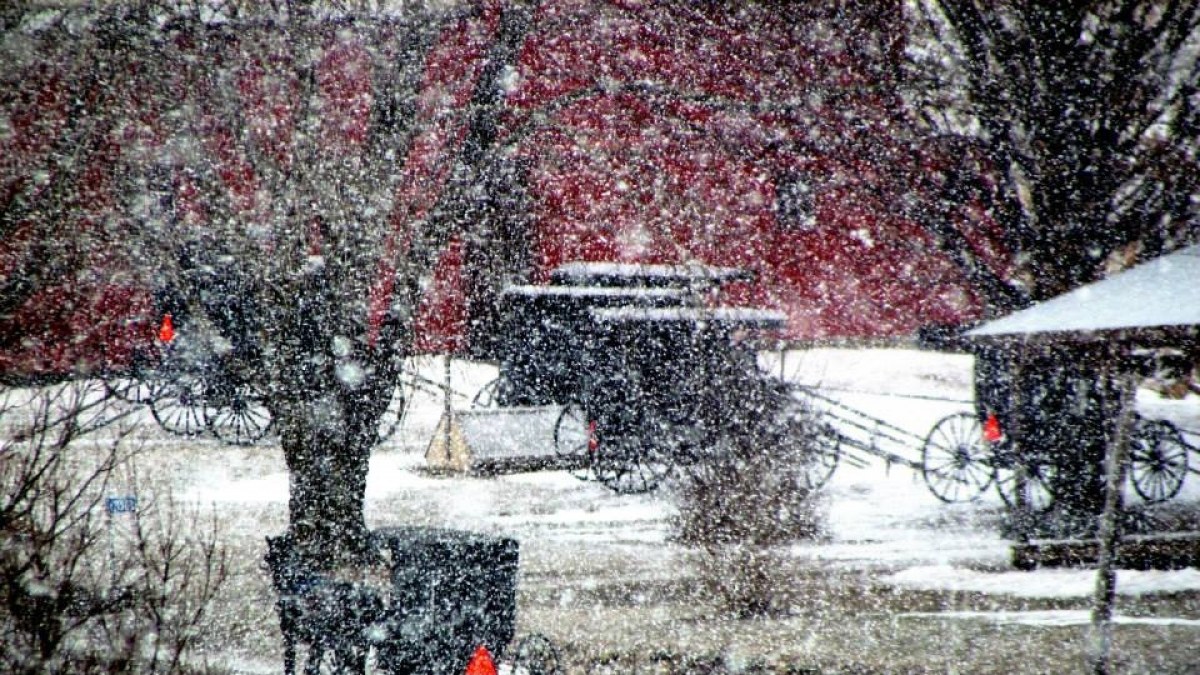 Big snowflakes falling on Amish buggies. Photo by Kim Lienhart