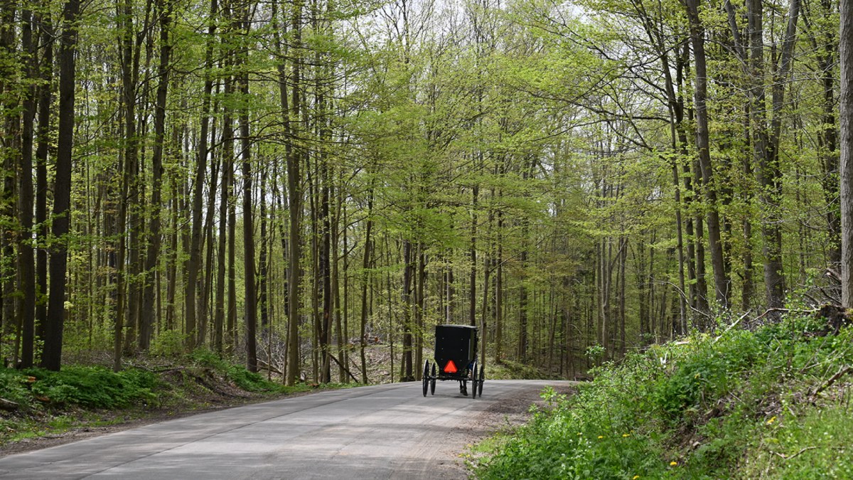 Amish buggy and horse on a winding road through the woods - Spring season