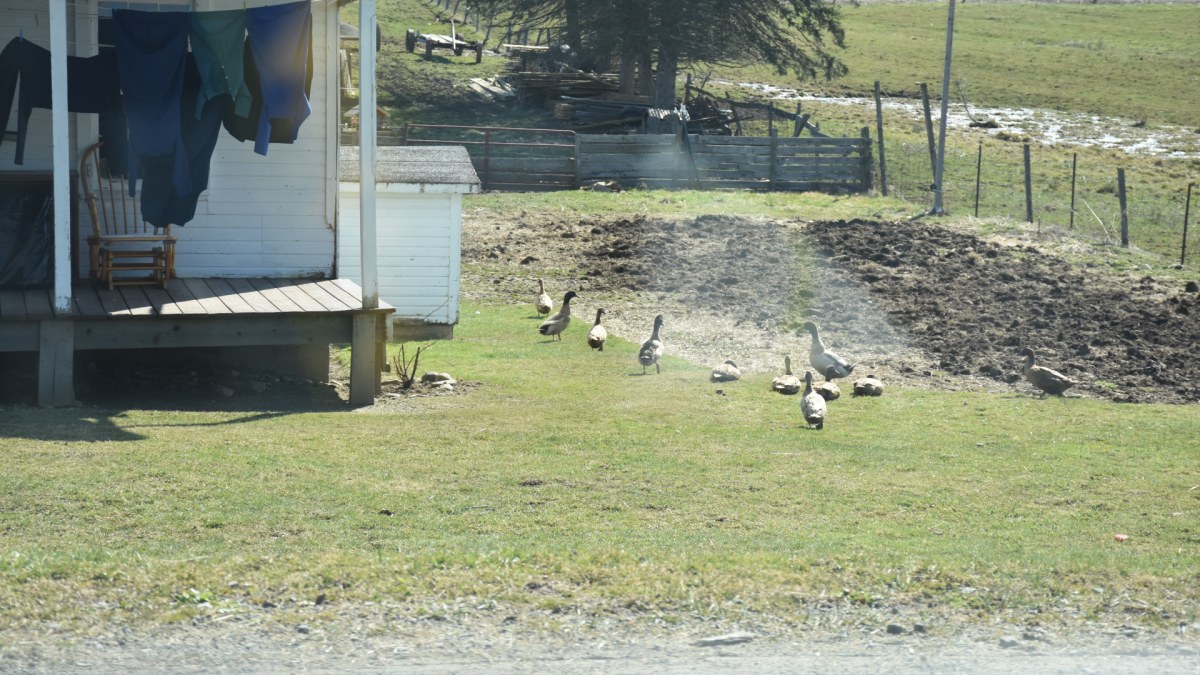 Ducks enjoying a beautiful spring day at the farm