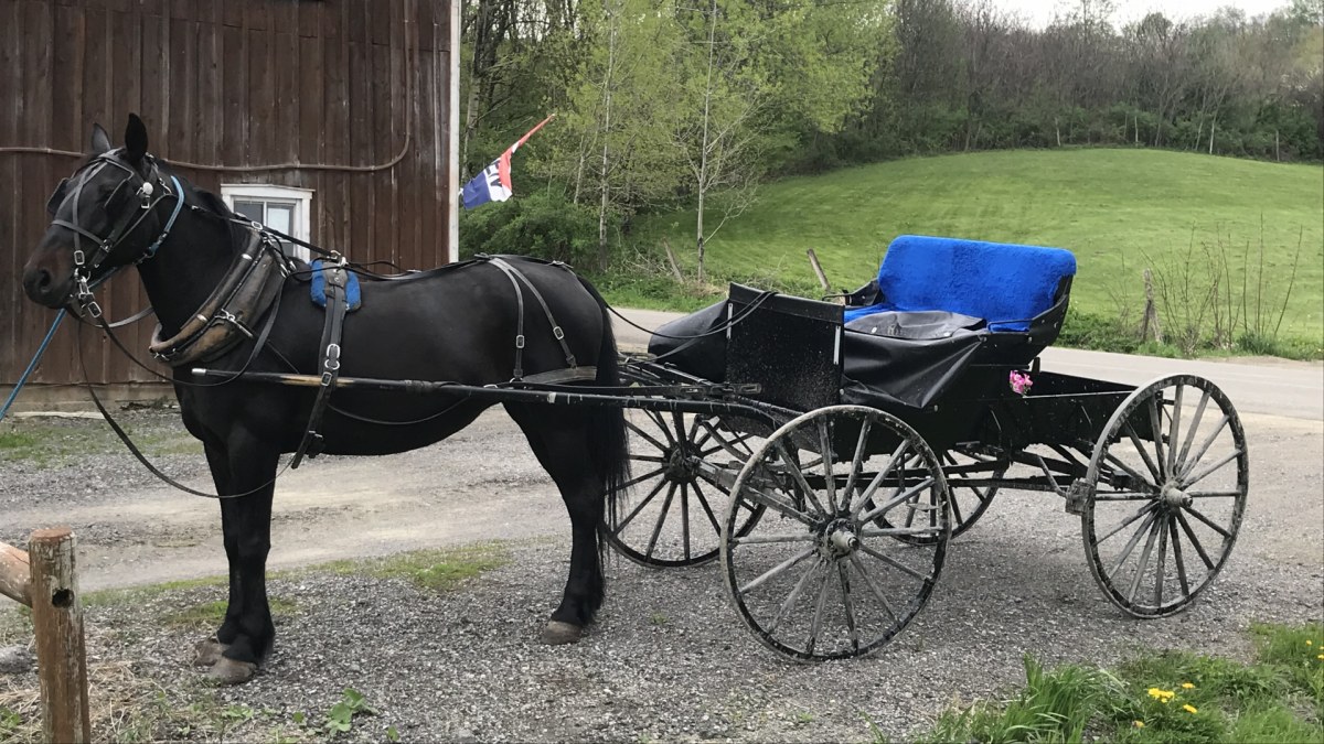 Horse and Buggie Parked at Mystic Hill Olde Barn | Amish Trail