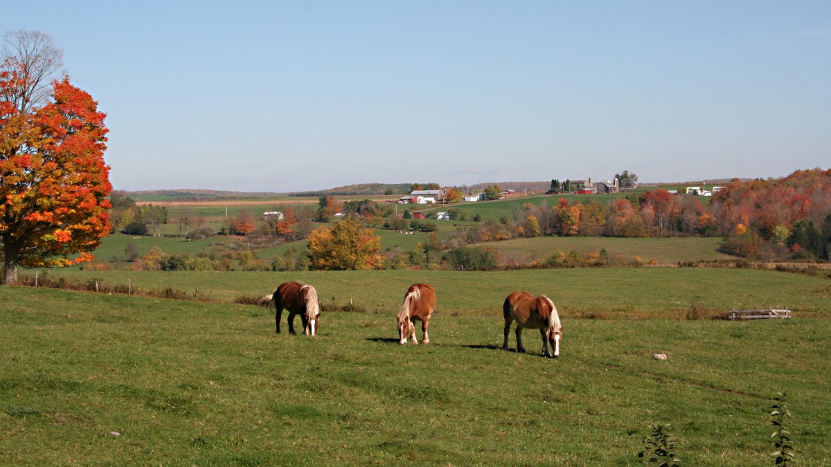 Amish Trail Work Horses Relaxing in Pasture
