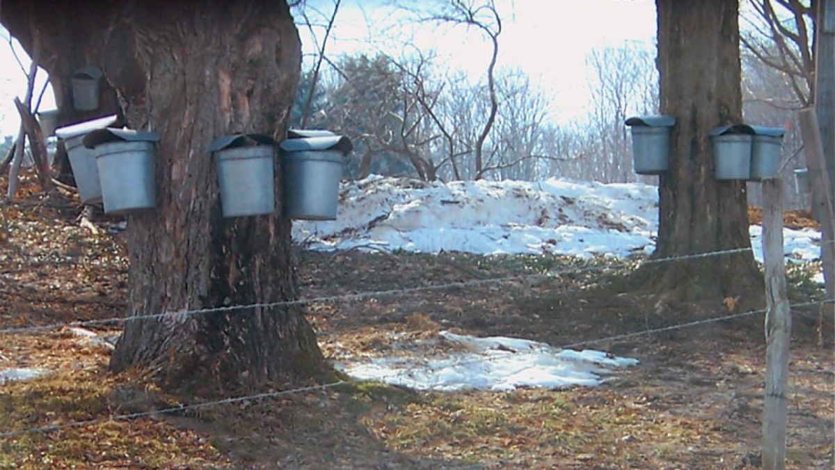 Buckets on sap taps on trees
