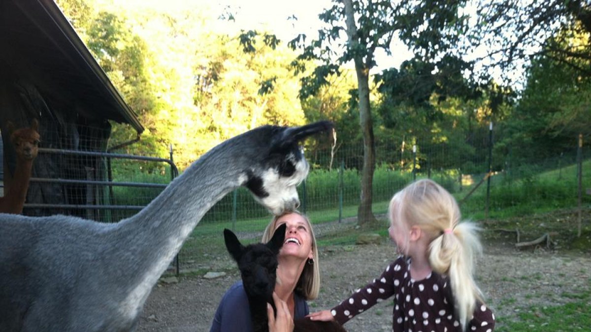 Hanging out with PersiaCatt alpacas