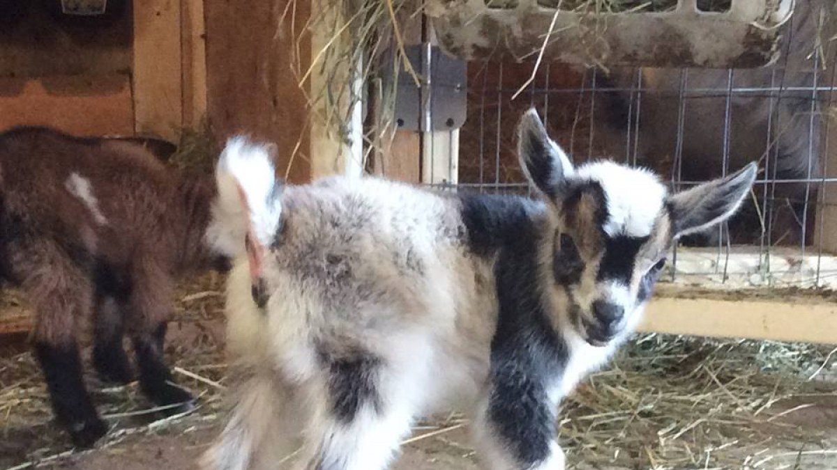 Nigerian Dwarf Goat Kid