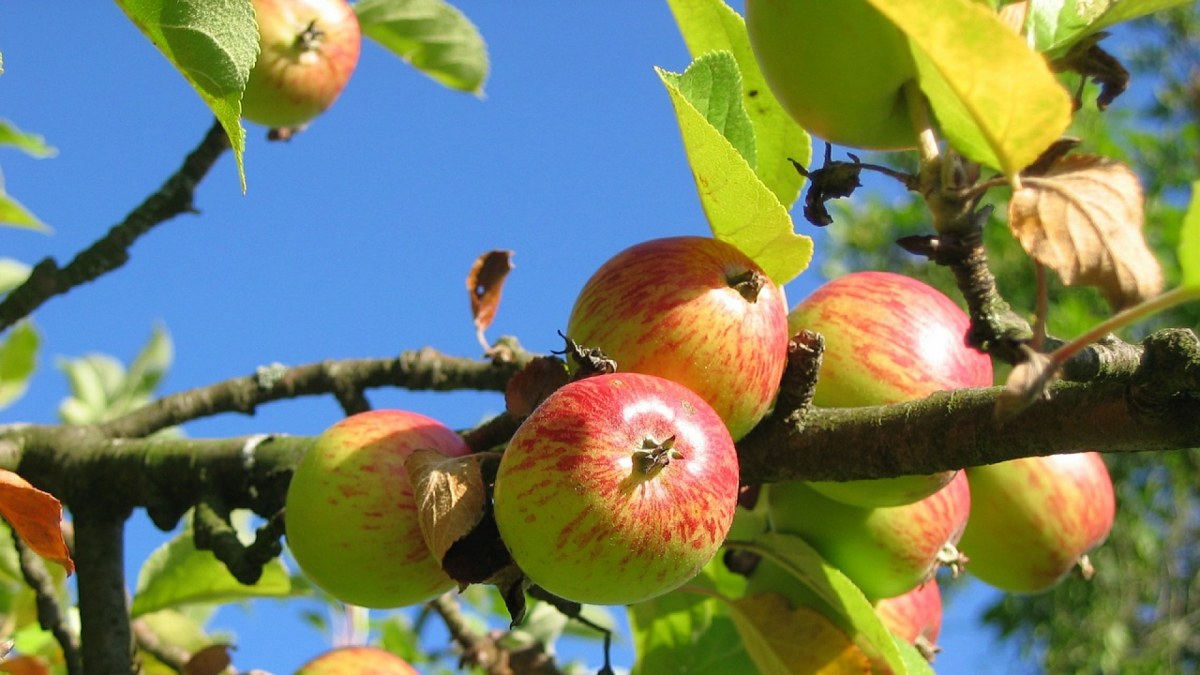 Ripe apples ready for U Pick