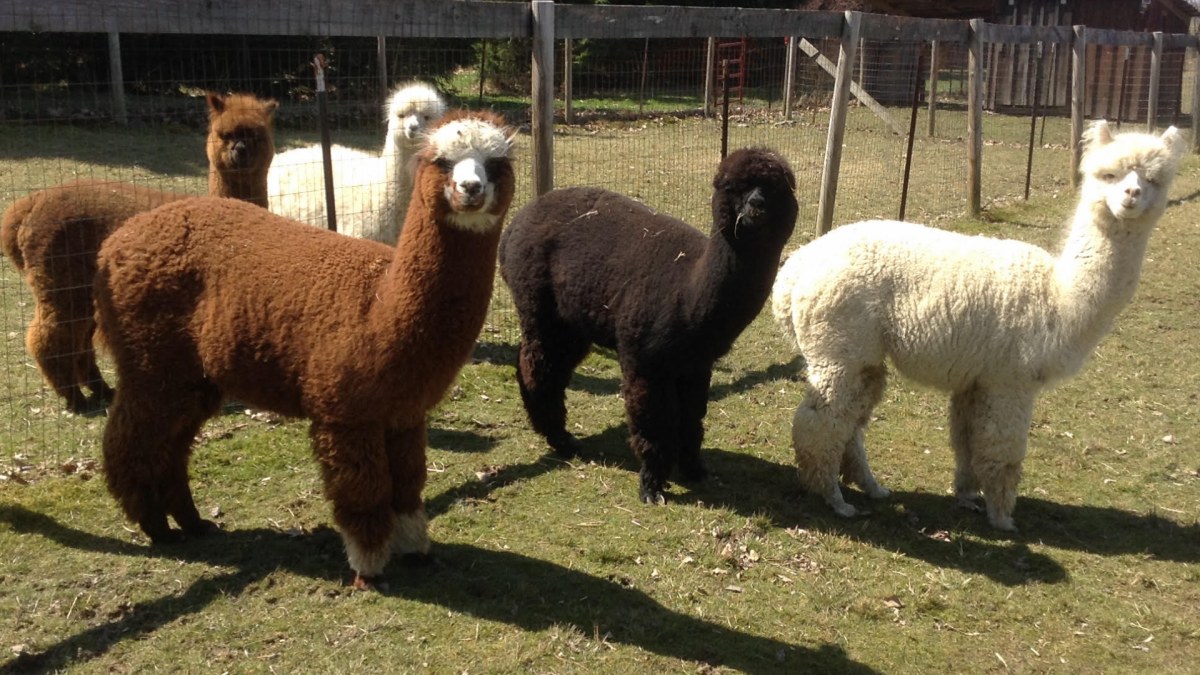 Alpacas at Cardinal Acre Alpacas