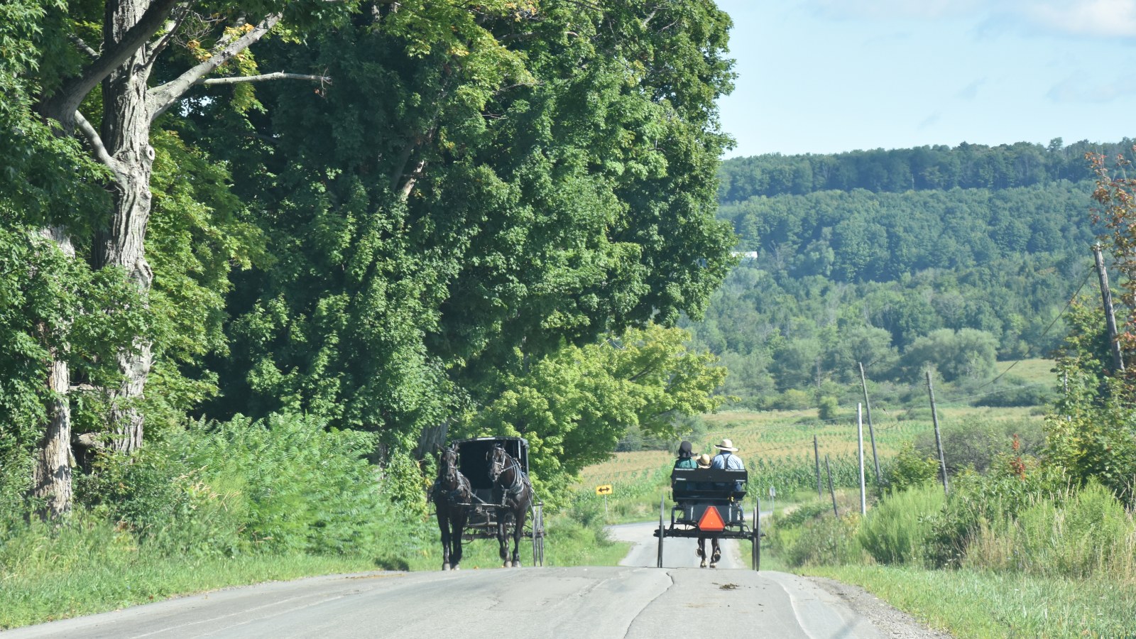 Amish Buggies passing on a summer day