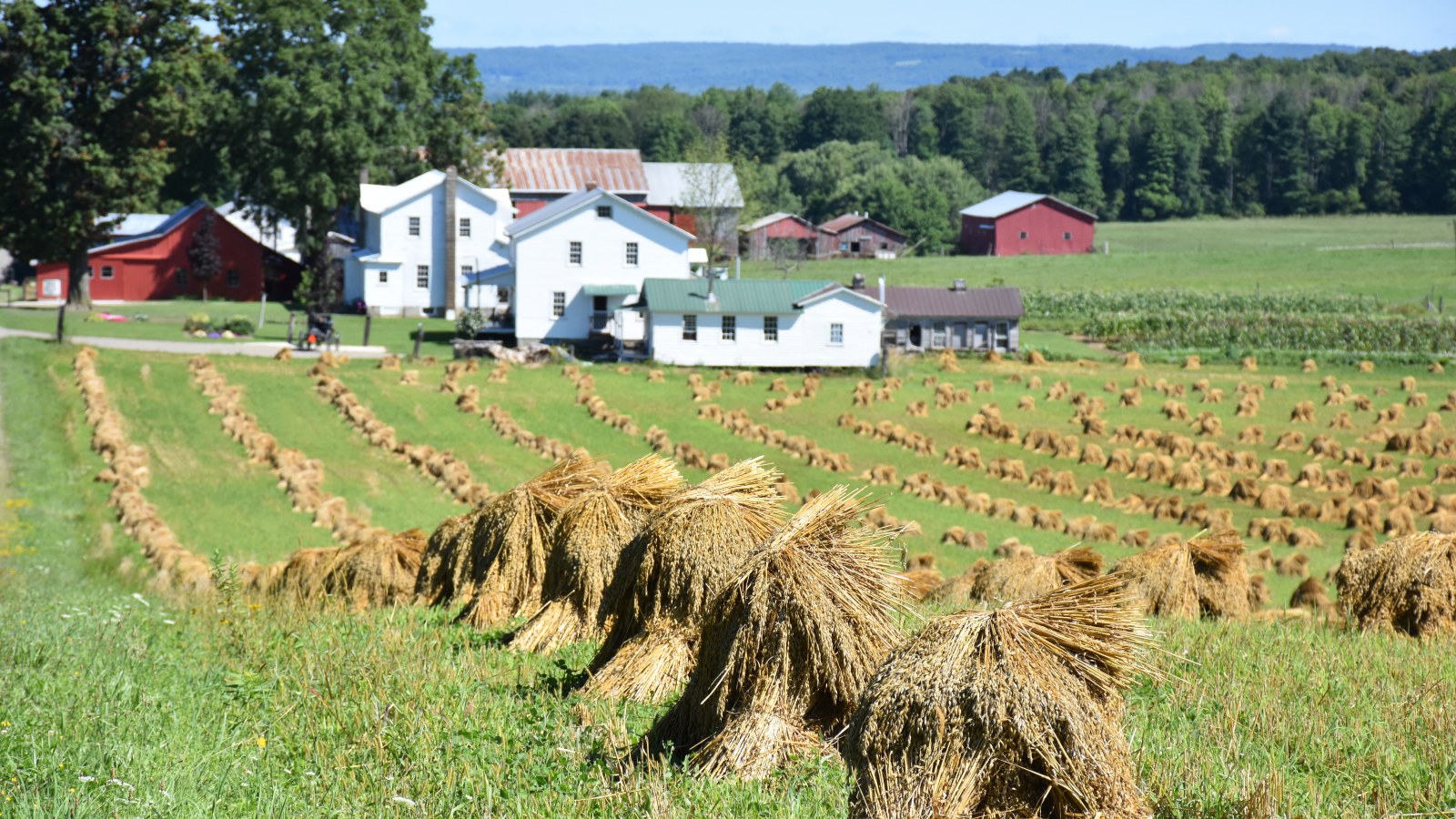 Amish wheat harvest with beautiful farmhouse