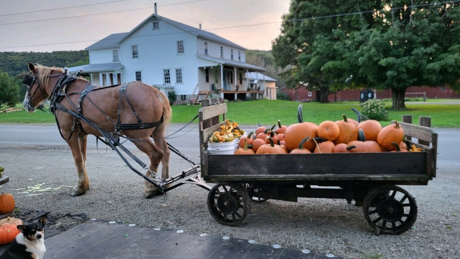 Amish Horse with Pumpkins