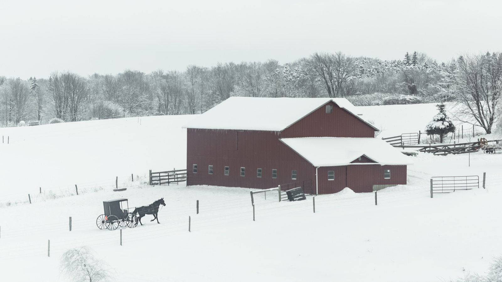 Horse and buggy at Amish Farm