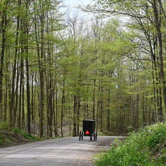 Amish buggy and horse on a winding road through the woods - Spring season