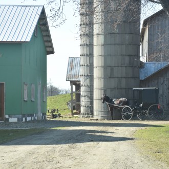 Horse and buggy on a farm