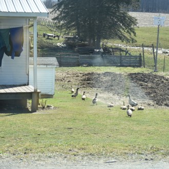 Ducks enjoying a beautiful spring day at the farm