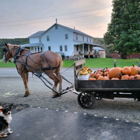 Fall along New York's Amish Trail