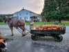 Fall along New York's Amish Trail